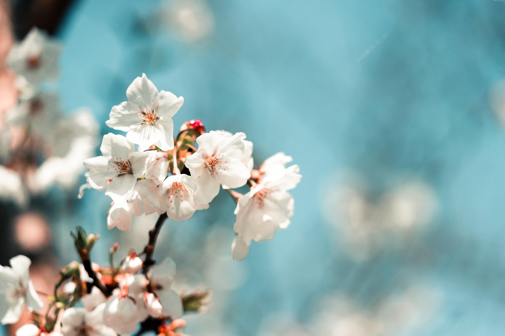 Weiße Kirschblüten vor blauem Himmel